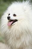SPITZ ALLEMAND 408